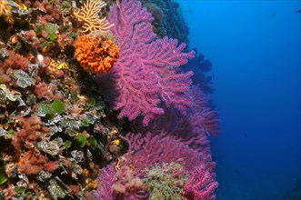 Fan corals