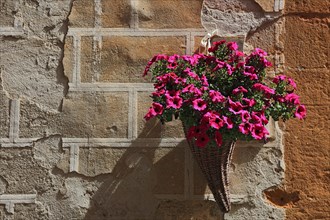 Petunia in bloom on the wall of a house