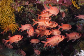 Group of white fringed soldierfish