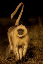 Approaching Grey langur monkey with his tail raised in the winter morning sun