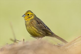 Yellowhammer male standing on straw looking left