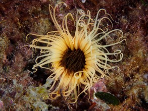 Yellow coloured tube anemone