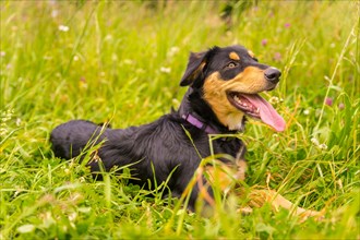 Portrait of a black and brown dog sitting in spring in a flower meadow