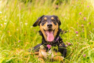 Portrait of a black and brown dog sitting on a sunny spring day in a flower meadow with his mouth open and his tongue hanging out