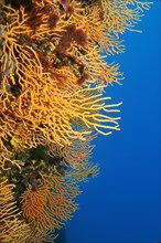 Fan corals in the Indian Ocean