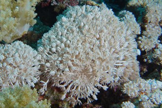 Pumping Ostrich Coral