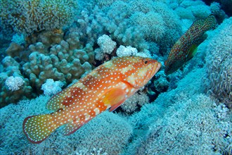 Six-striped grouper