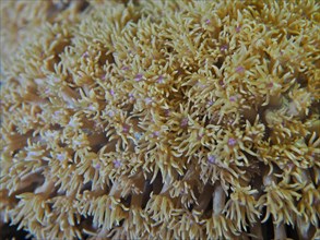 Marguerite coral