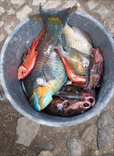 Parrotfish and other catch in a bucket