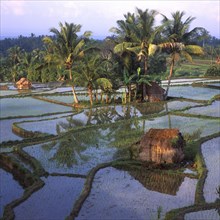 Water-filled rice terraces at Bakas