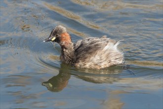 Little Grebe with reflection swimming in water left looking