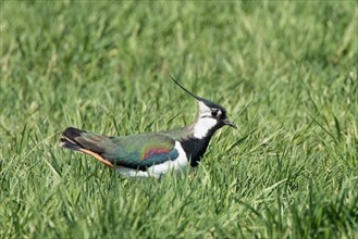 Lapwing standing in green meadow looking right