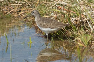 Wood Sandpiper standing at waters edge with mirror image seen on the left