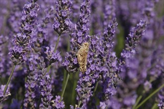 Cicada in a lavender field