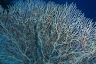 Close-up of giant sea fan