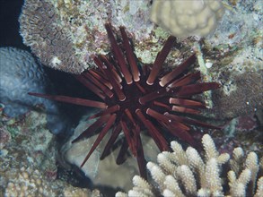 Pencil sea urchin