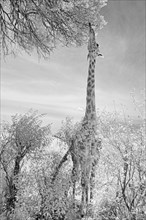 Infrared black and white pictures of a Masai giraffe browsing on the leaves of a tree in Masai Mara