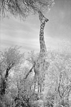 Infrared black and white pictures of a Masai giraffe browsing on the leaves of a tree in Masai Mara