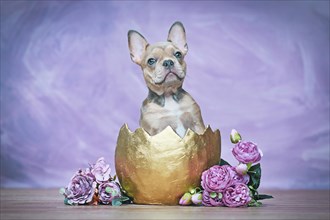 French Bulldog dog puppy hatching out of golden egg shell next to roses