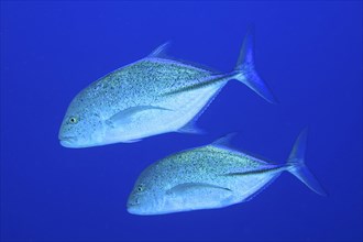 Two bluefin trevallies