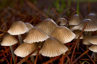 Macro close-up of a group of brown mushrooms