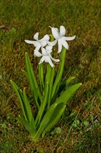 Daffodil stick with green leaves and three white flowers in green grass