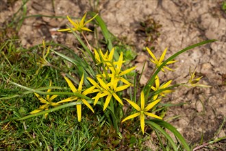 Meadow yellow star cane with green leaves and many open yellow flowers
