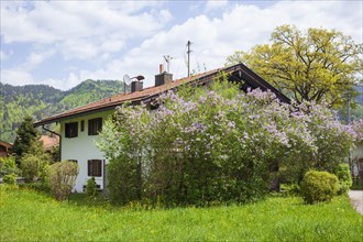 House with lilac blossom in spring