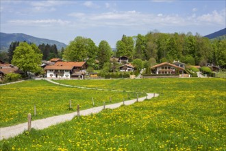 Flower meadow with path and houses in spring