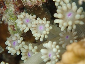 Close-up of daisy coral