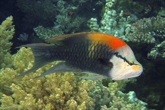 Sling-jaw wrasse