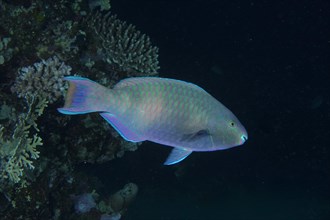 Side spot parrotfish