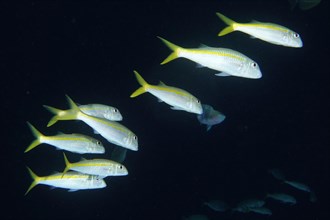 A group of yellowfin goatfish