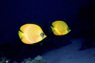 A pair of bluecheek butterflyfish