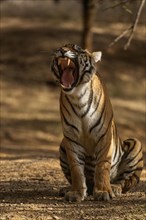 Wild tiger sitting on the flor of an open forest and yawning and displaying all canines in Ranthambore national park