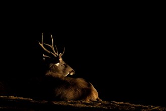 Sambar deer stag sitting in a ray of sunlight with a dark background in Ranthambore national park
