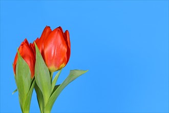 Blooming red tulip flowers on side of blue background with copy space