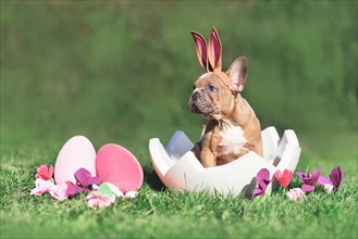Cute French Bulldog dog puppy sitting in egg shell on grass with copy space