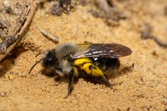 Willow sand bee with yellow pollen sitting on sand in front of brood hole left looking