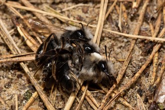 Willow sand bee three animals mating sitting on needle litter right sighted