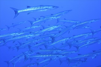Group of blackfin barracuda
