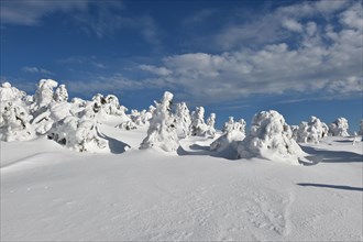 Icy and snowy forest on the Brocken