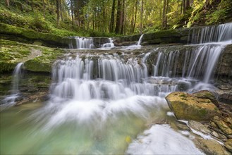 Cascades in the forest