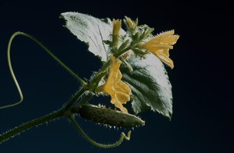 Detail of a cucumber plant