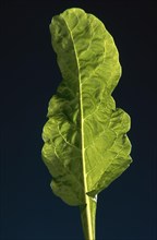 Single leaf of Namenia