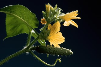 Detail of a cucumber plant