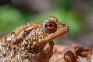 Portrait of a common toad