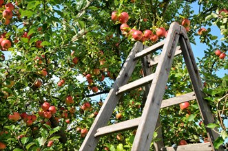 Wooden ladder at apple harvest