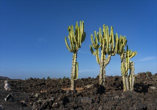 Volcano Colorado with cactus family