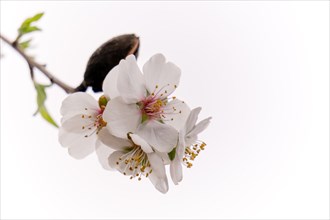Almond blossoms on branch in foreground isolated on white background